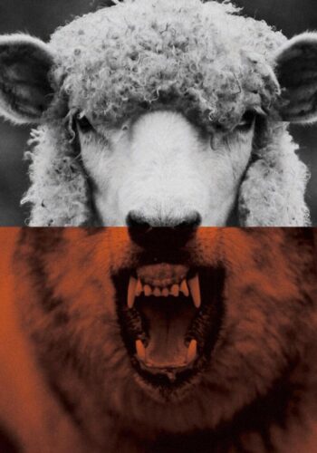63add2e9a6bbf6382926064c_loup mouton